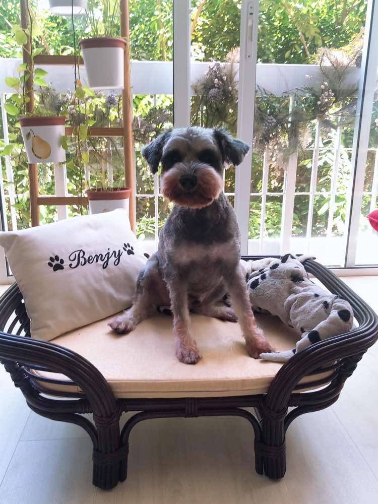 Furnish Kitkat Dog Bed (Coffee Brown BL)