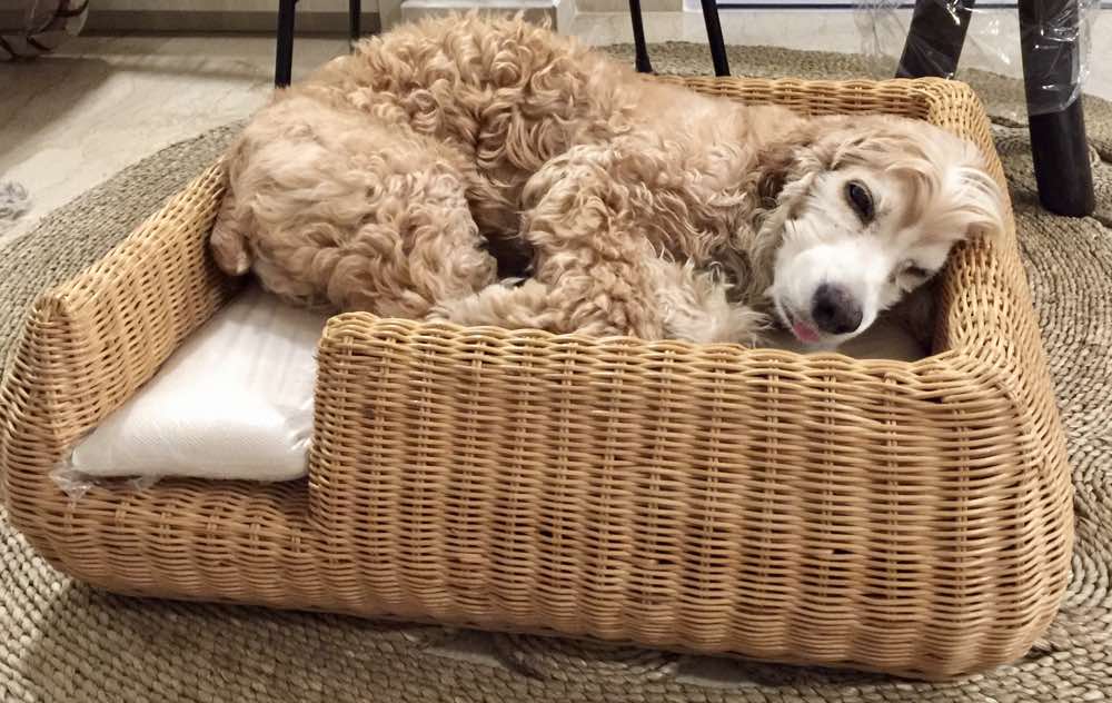 Furnish Shortbread Dog Bed (Natural Willow)